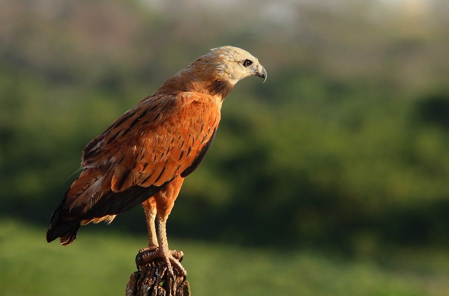 Moerasbuizerd - Busarellus nigricollis