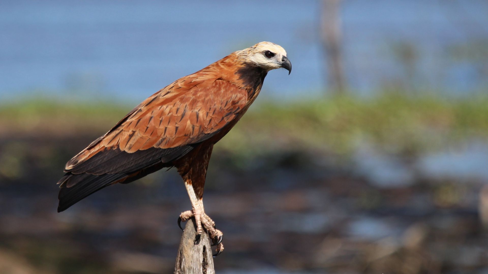 Moerasbuizerd - Busarellus nigricollis