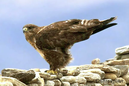 Mongoolse buizerd - Buteo hemilasius