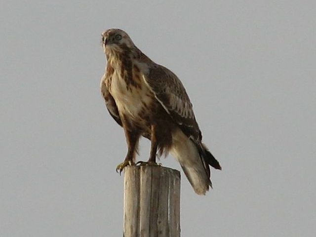 Mongoolse buizerd - Buteo hemilasius