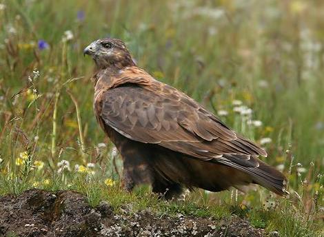 Mongoolse buizerd - Buteo hemilasius