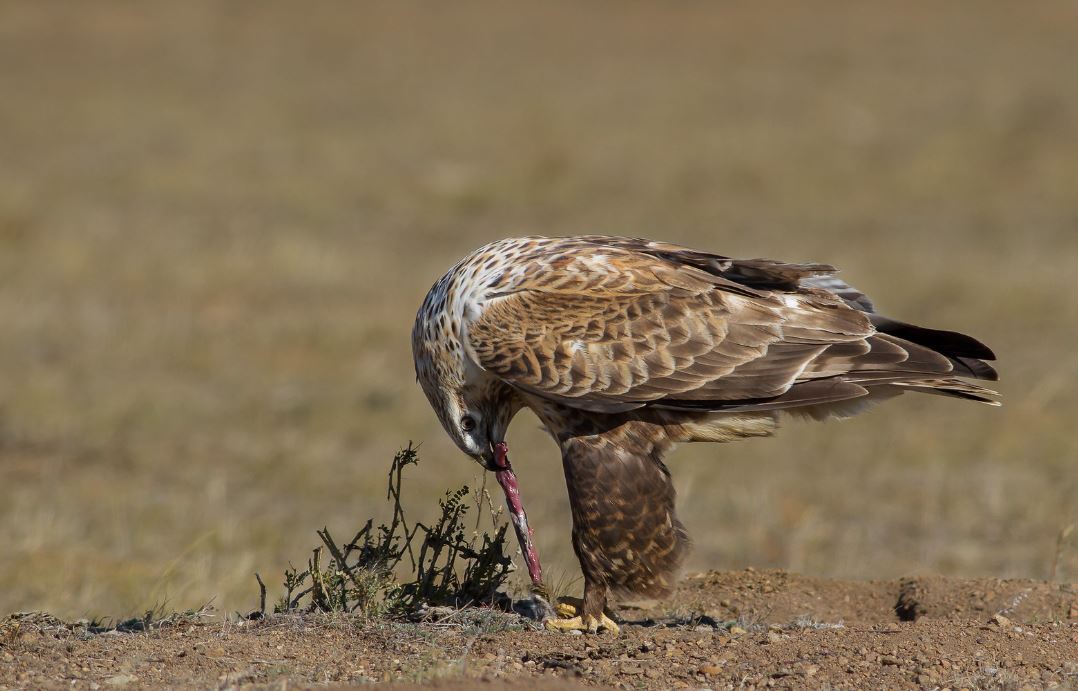 Mongoolse buizerd - Buteo hemilasius