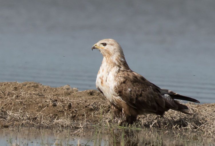 Mongoolse buizerd - Buteo hemilasius