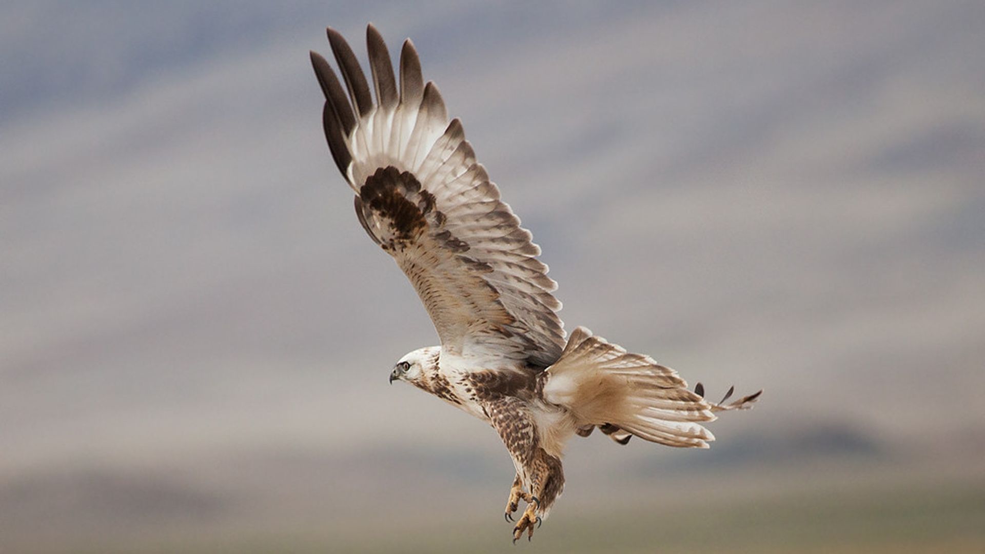 Mongoolse buizerd - Buteo hemilasius