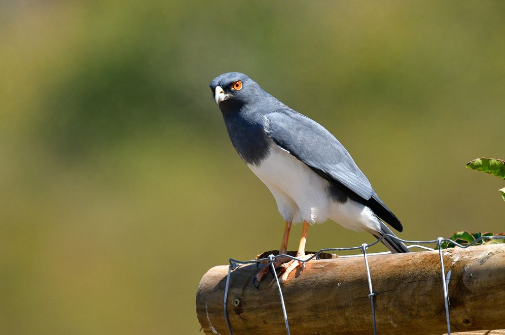 Nieuw Caledonische Havik - Accipiter haplochrous