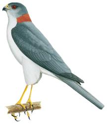 Nieuw Britse sperwer - Accipiter brachyurus