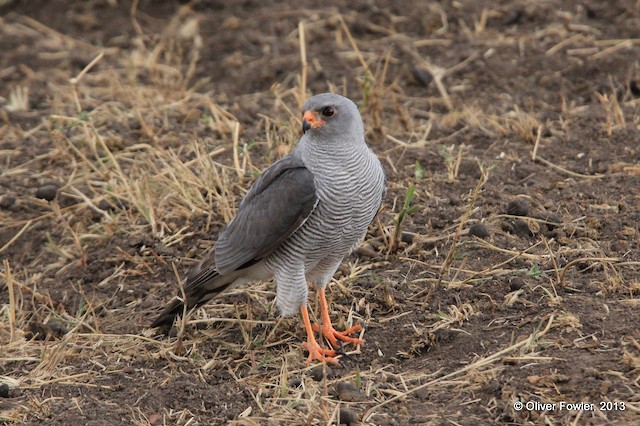 Ovambossperwer - Accipiter ovampensis