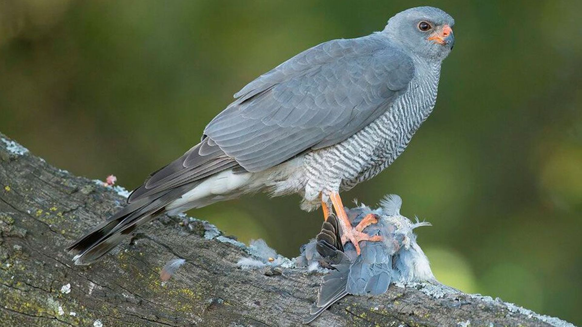 Ovambo-sperwer - Accipiter ovampensis