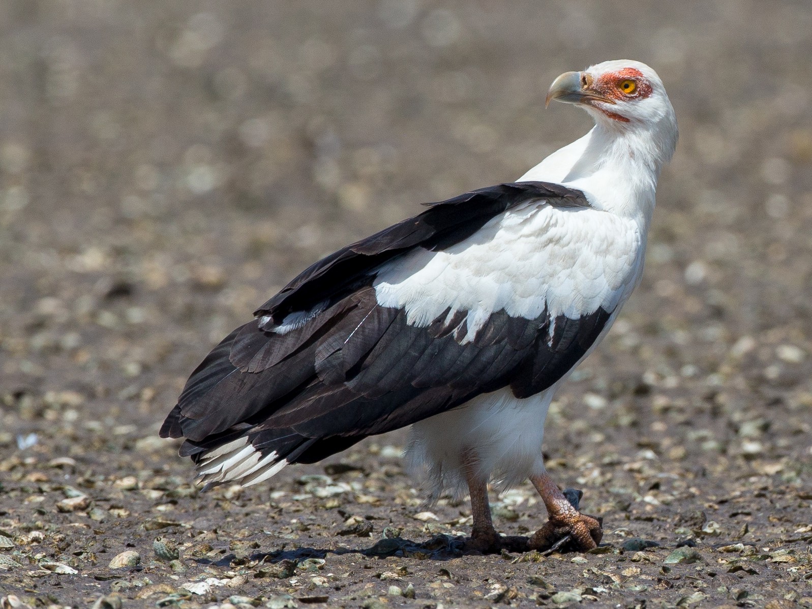 Palmgier - Gypohierax angolensis