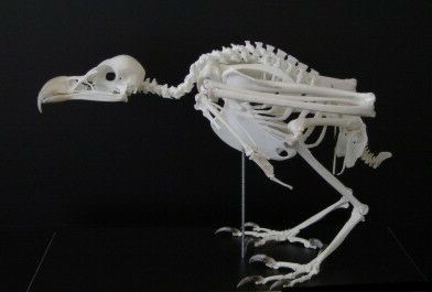 Skelet Palmgier - Gypohierax angolensis