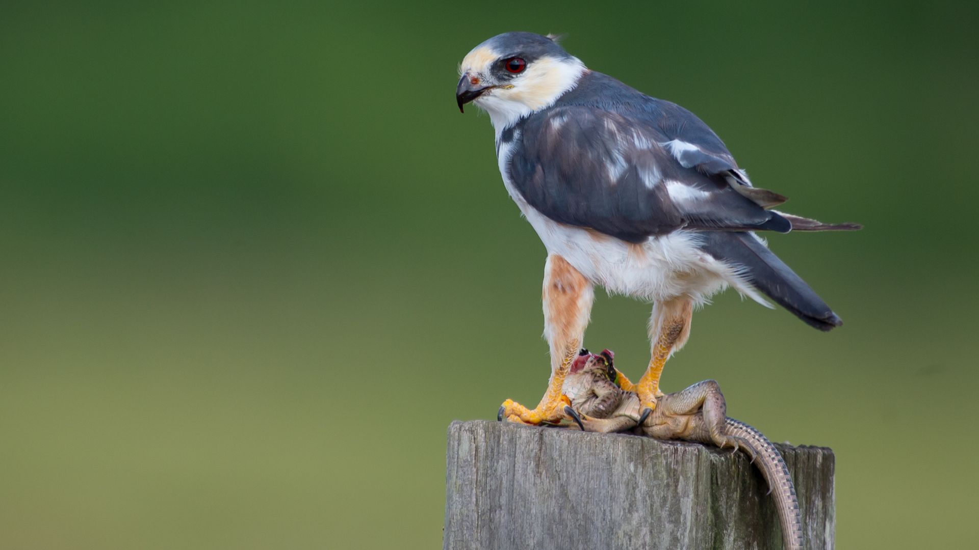 Parelwouw - Gampsonyx swainsonii