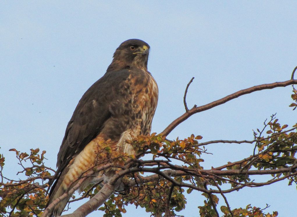 Patagonischebuizerd - Buteo ventralis