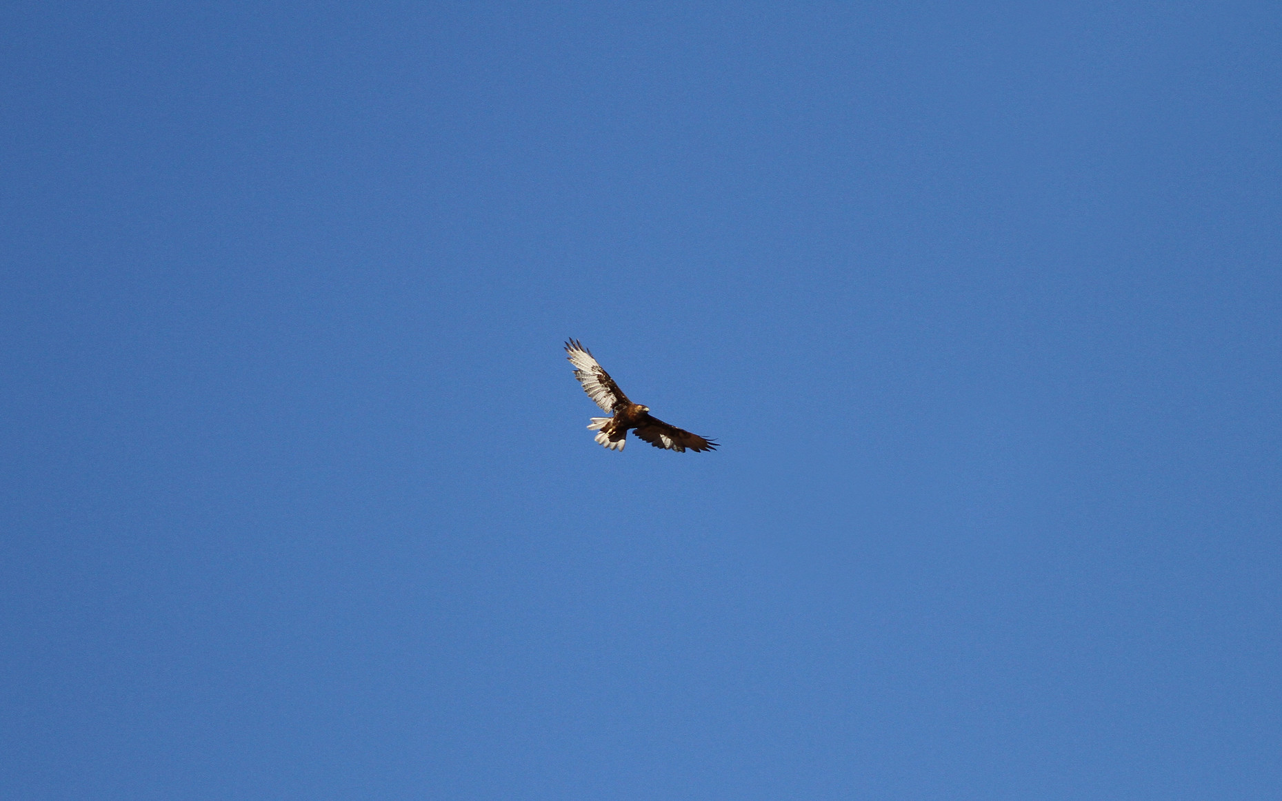 Patagonischebuizerd - Buteo ventralis