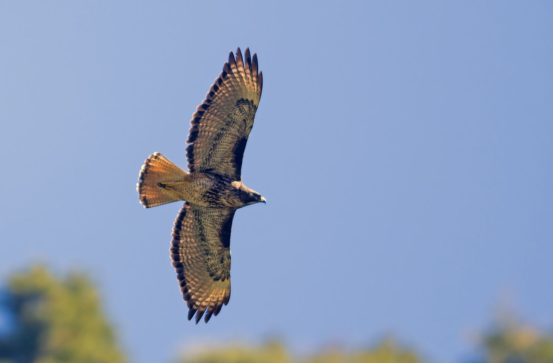 Patagonischebuizerd - Buteo ventralis