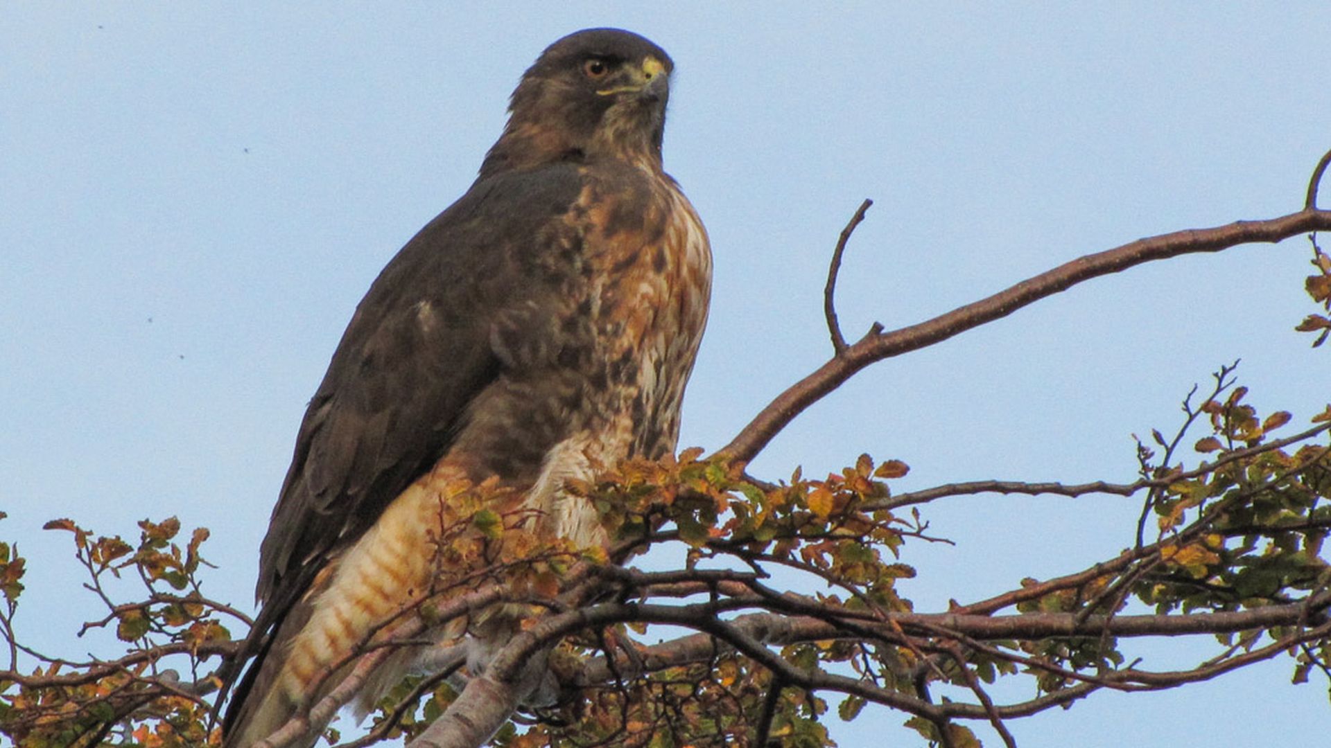 Patagonischebuizerd - Buteo ventralis