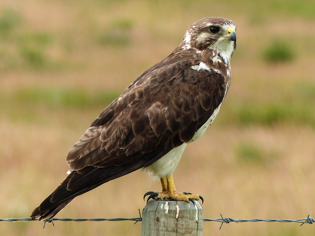 Prairiebuizerd - Buteo swainsoni