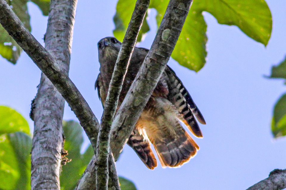 Ridgways buizerd - Buteo ridgwayi