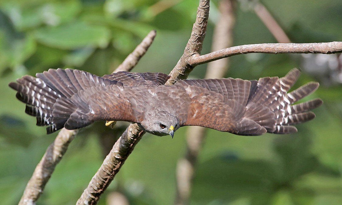 Ridgways buizerd - Buteo ridgwayi