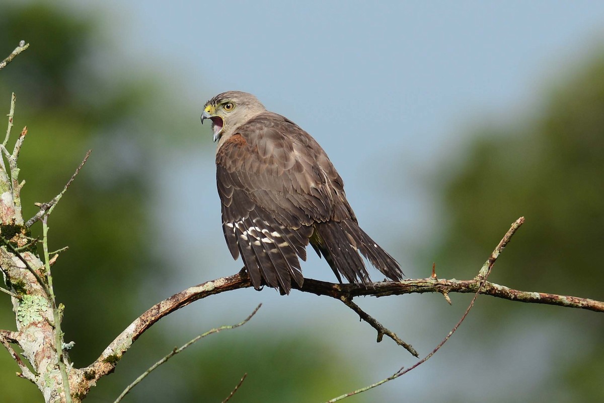 Ridgways buizerd - Buteo ridgwayi