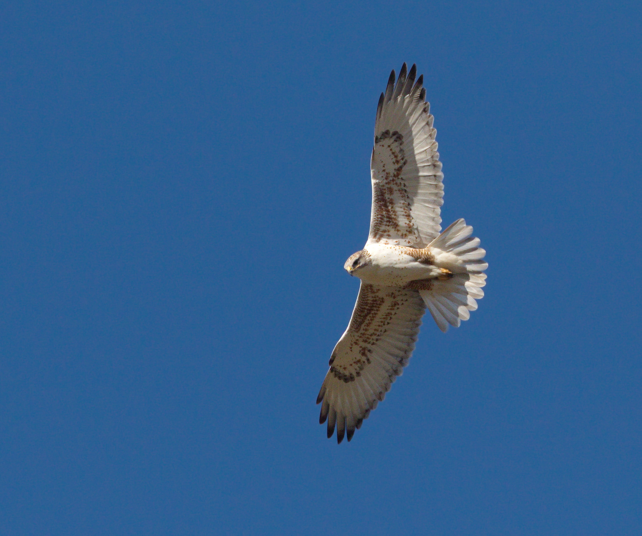 Rosse ruigpootbuizerd - Buteo regalis