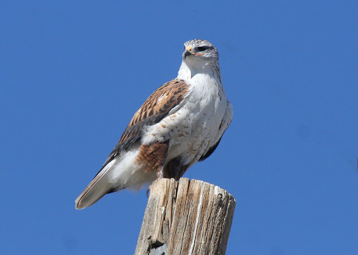 Rosse ruigpootbuizerd - Buteo regalis