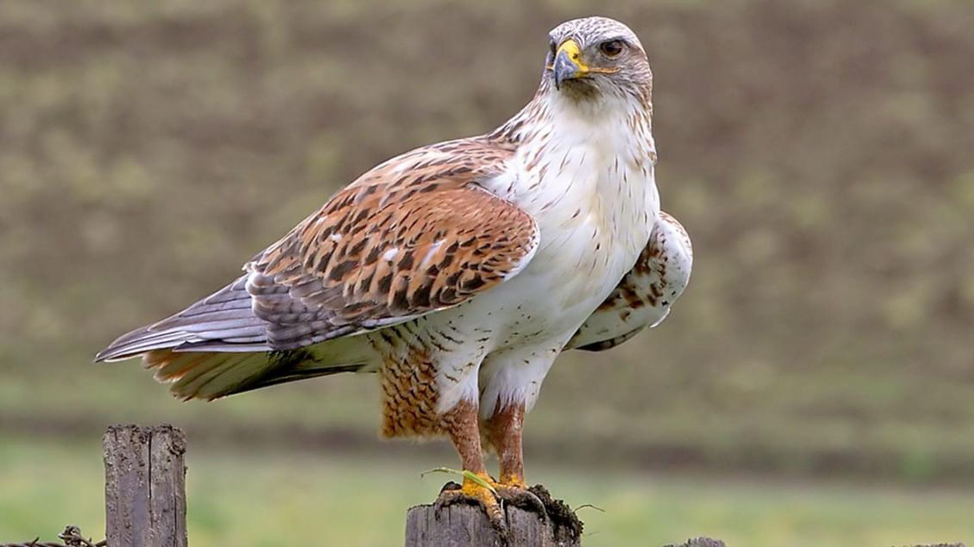 Rosse ruigpootbuizerd - Buteo regalis