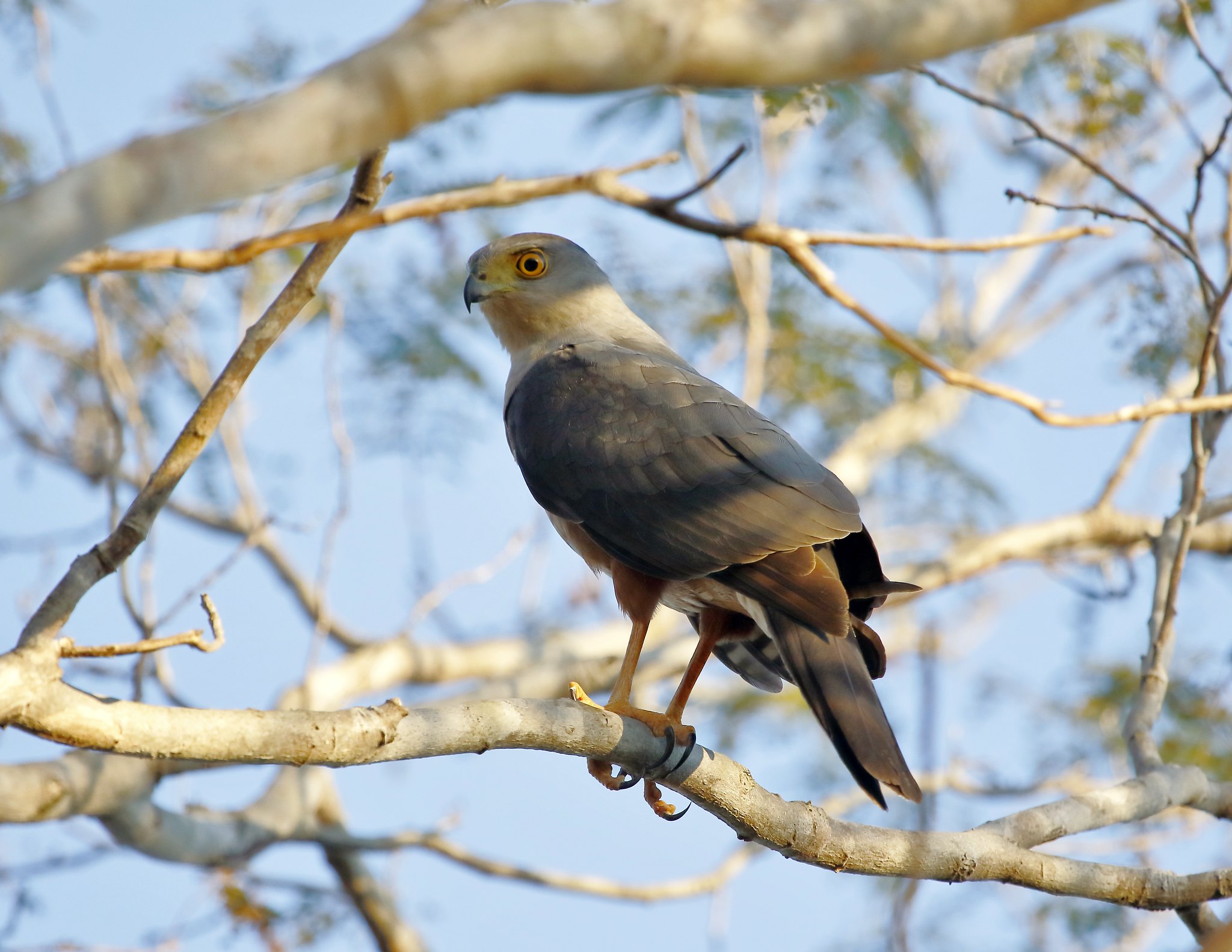 Roodbroeksperwer - Accipiter bicolor