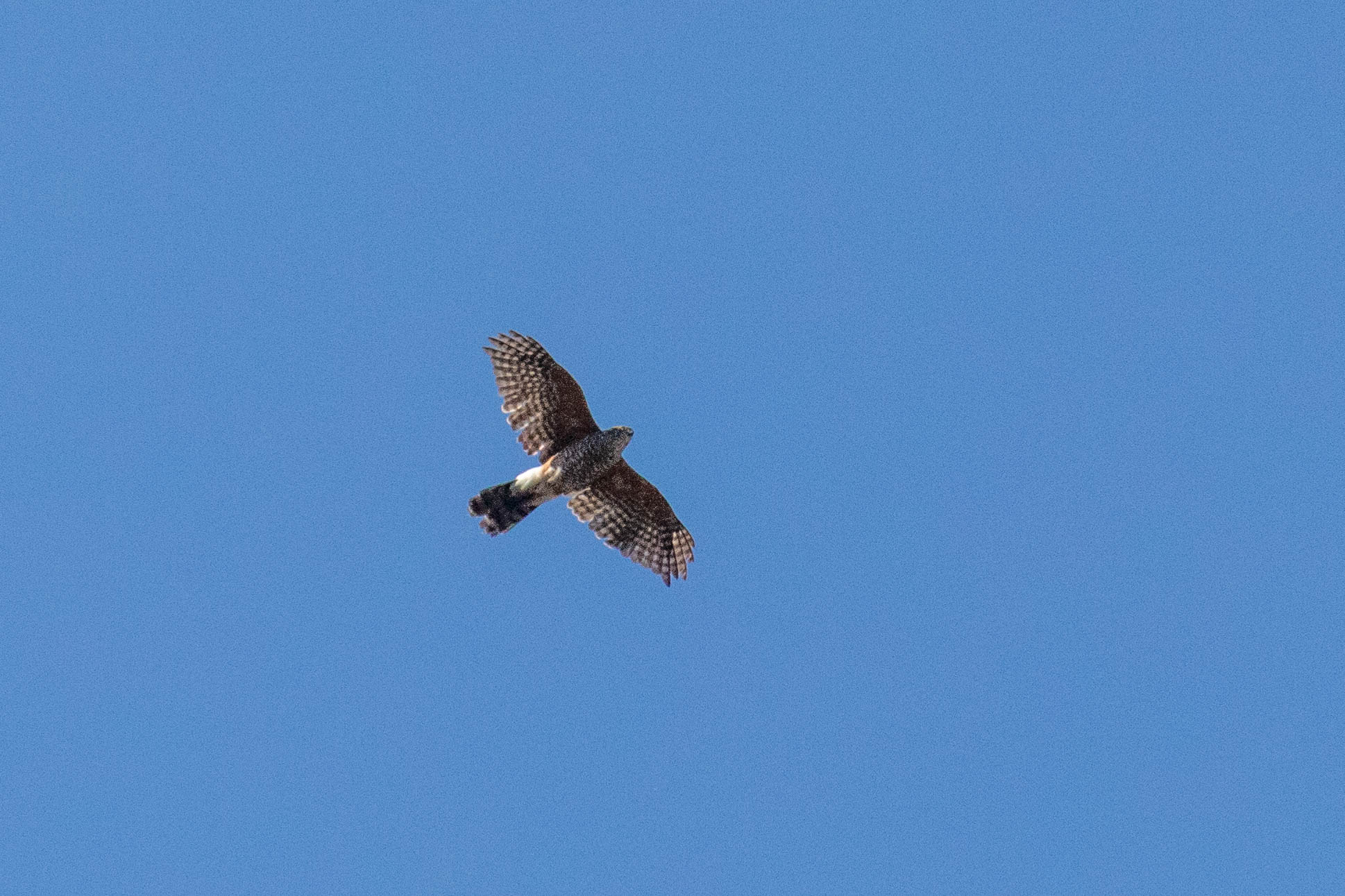 Roodbroeksperwer - Accipiter bicolor