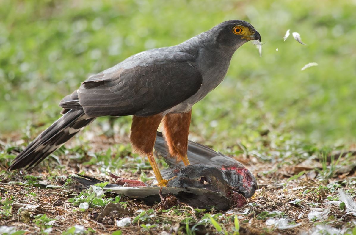 Roodbroeksperwer - Accipiter bicolor