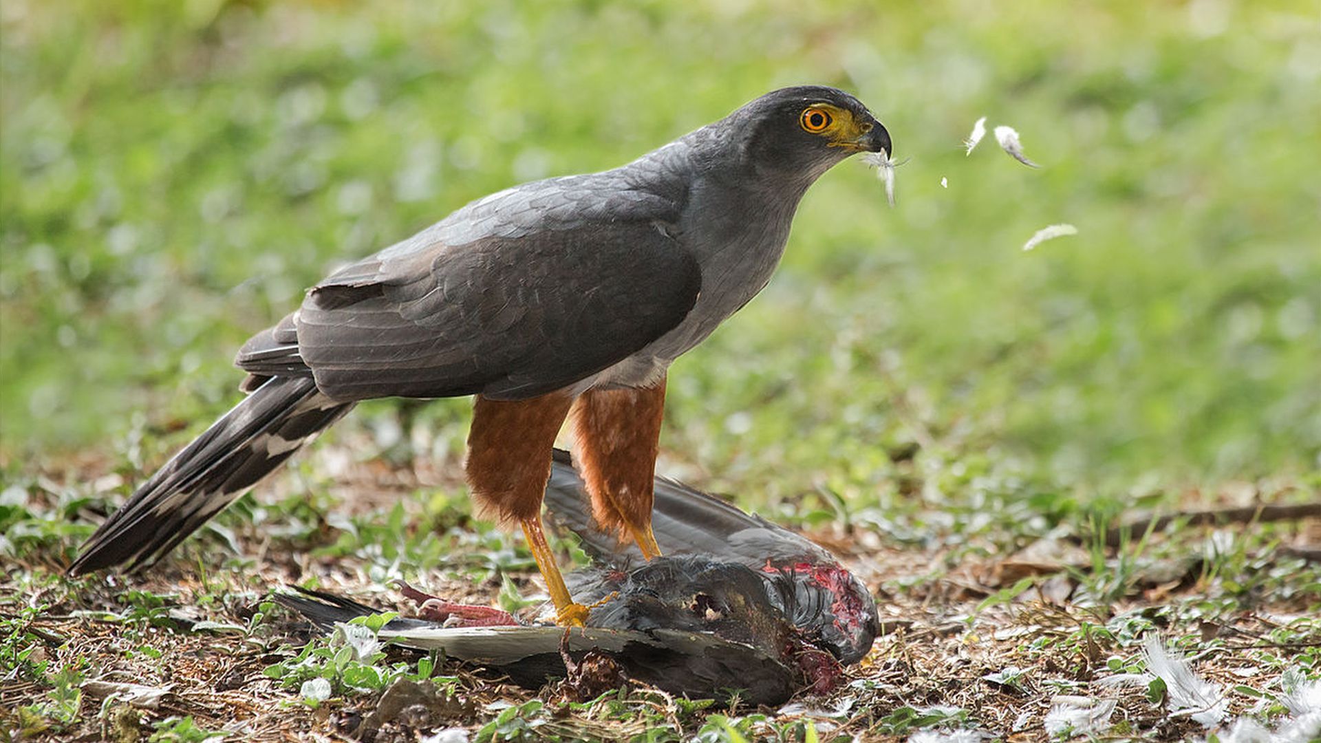 Roodbroeksperwer - Accipiter bicolor