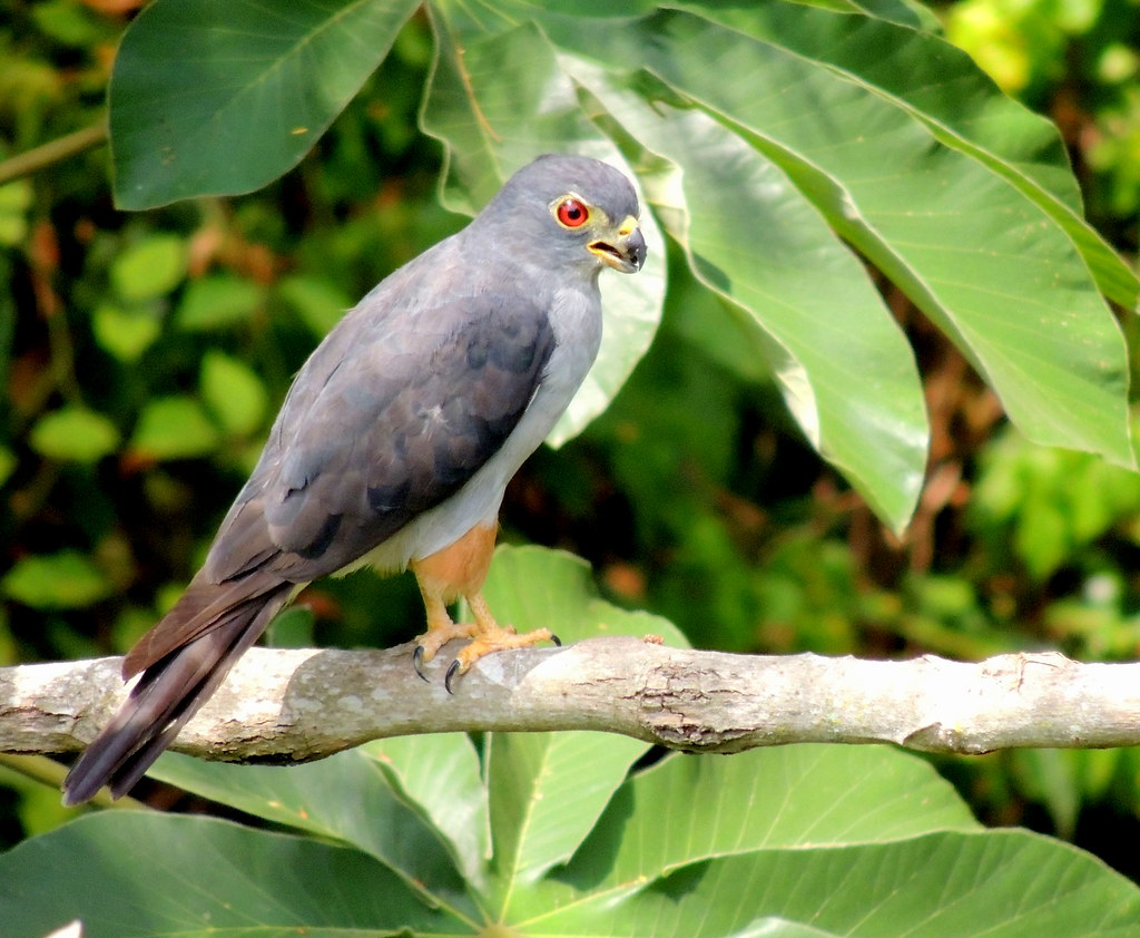 Roodbroekwouw - Harpagus diodon