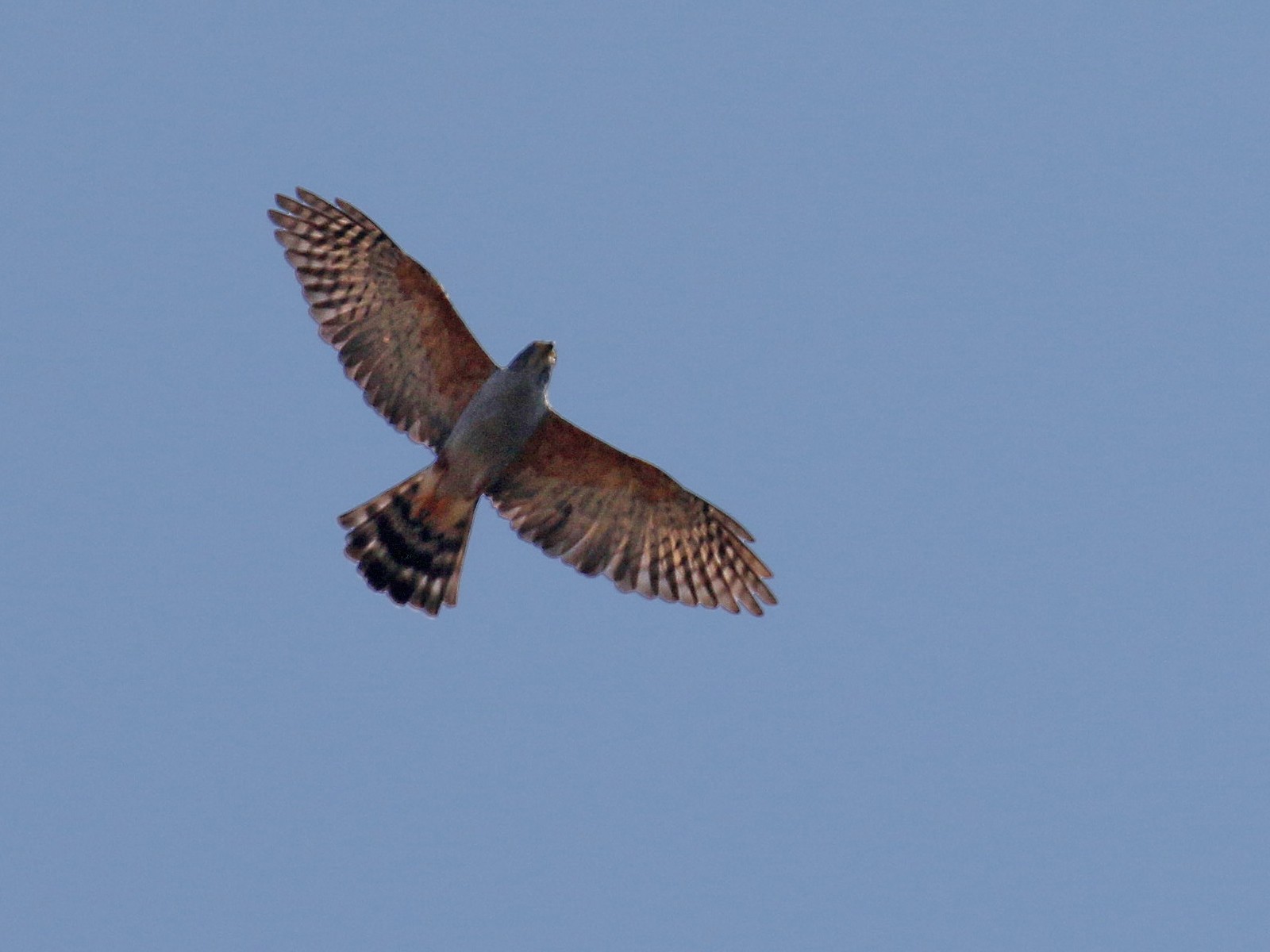 Roodbroekwouw - Harpagus diodon