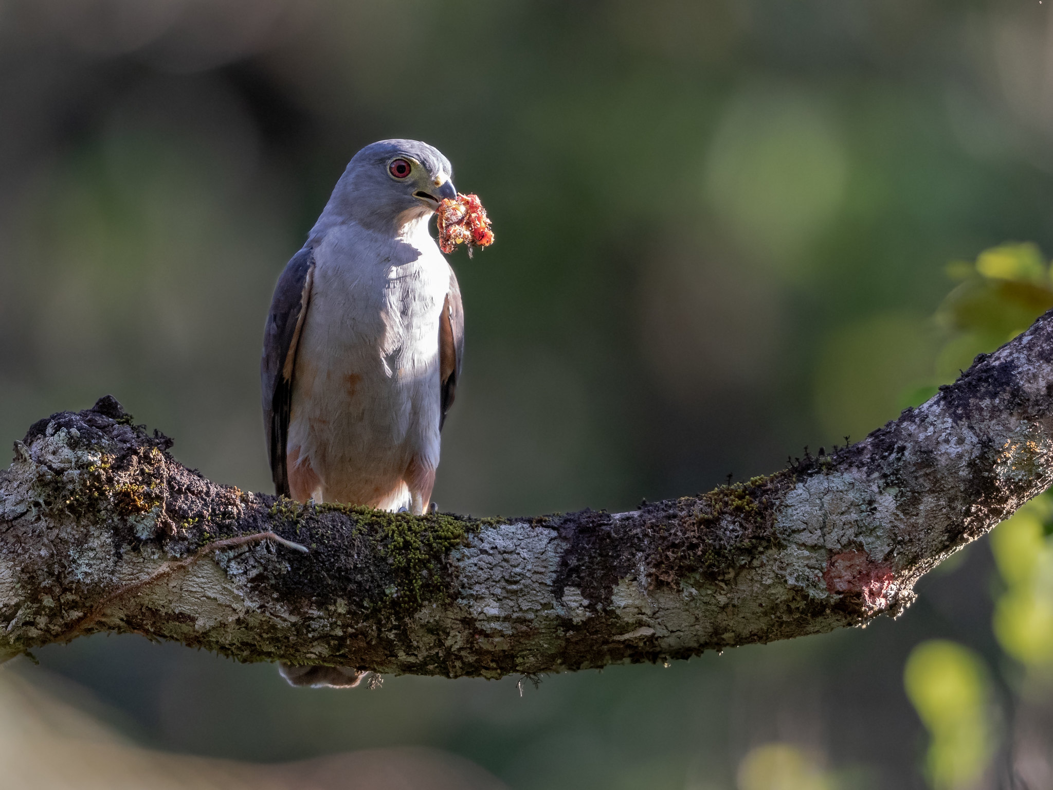 Roodbroekwouw - Harpagus diodon