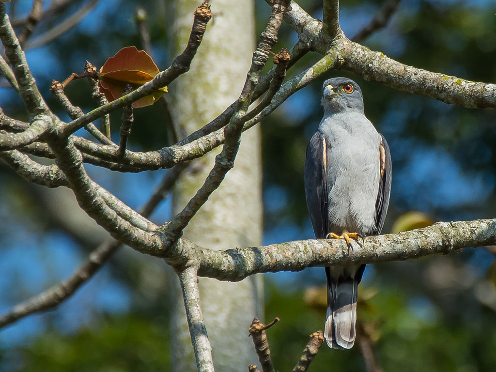 Roodbroekwouw - Harpagus diodon