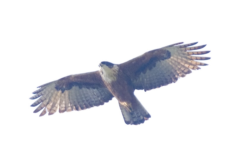 Roodbuik havikarend - Lophotriorchis kienerii