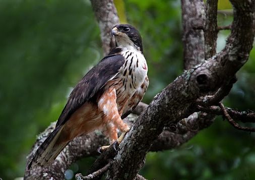 Roodbuik havikarend - Lophotriorchis kienerii