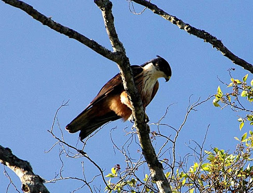 Roodbuik havikarend - Lophotriorchis kienerii