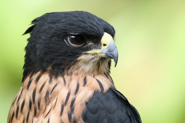 Roodbuik havikarend - Lophotriorchis kienerii