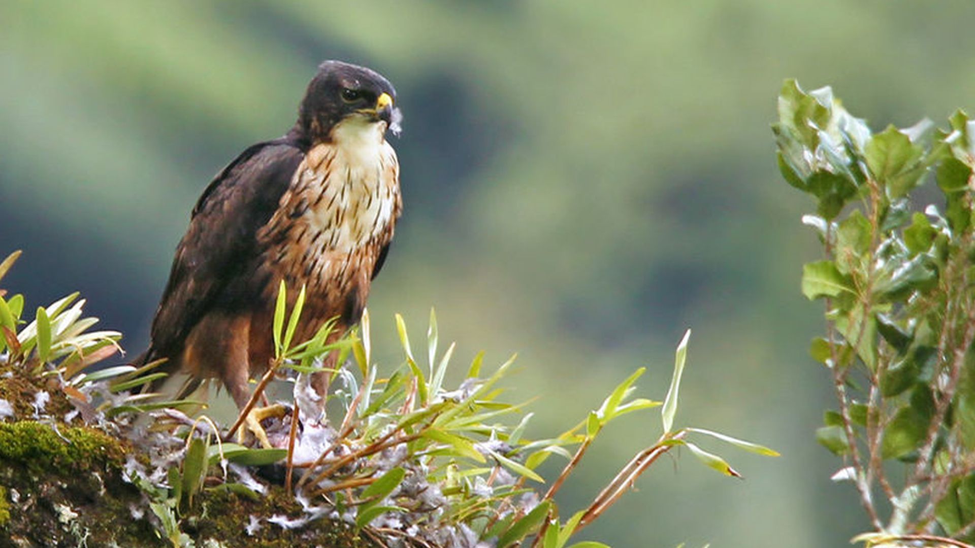 Roodbuik havikarend - Lophotriorchis kienerii