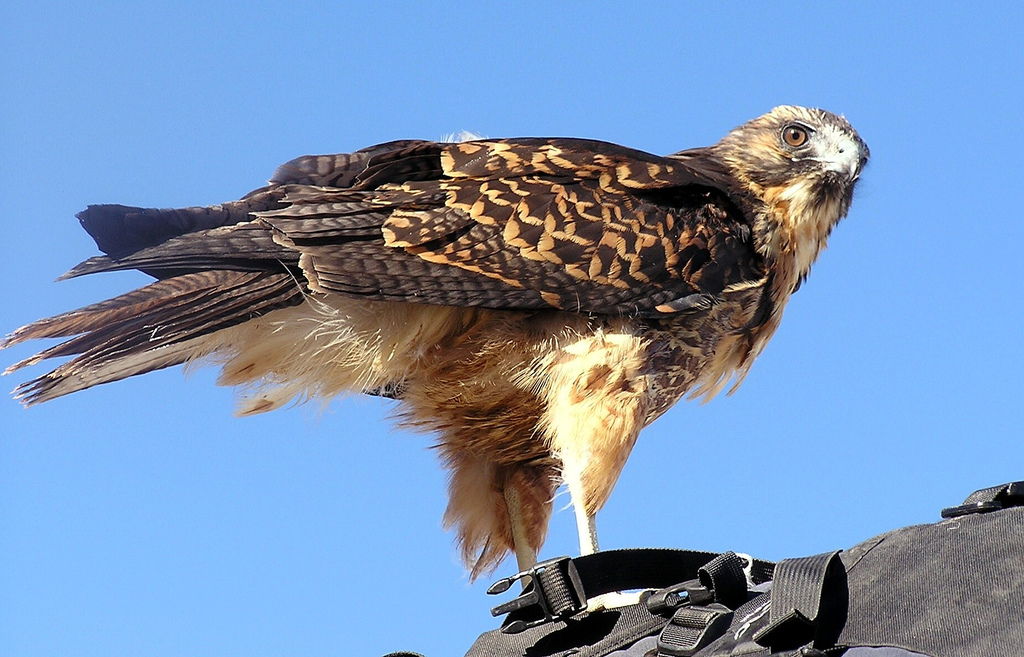 Roodrugbuizerd - Geranoaetus polyosoma