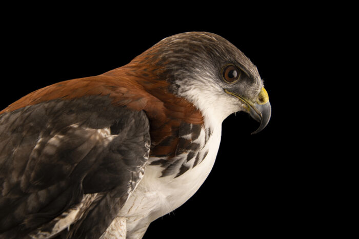 Roodrugbuizerd - Geranoaetus polyosoma