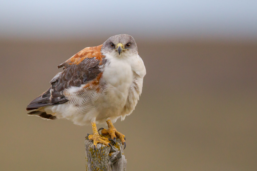 Roodrugbuizerd - Geranoaetus polyosoma