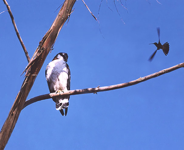 Roodrugbuizerd - Geranoaetus polyosoma