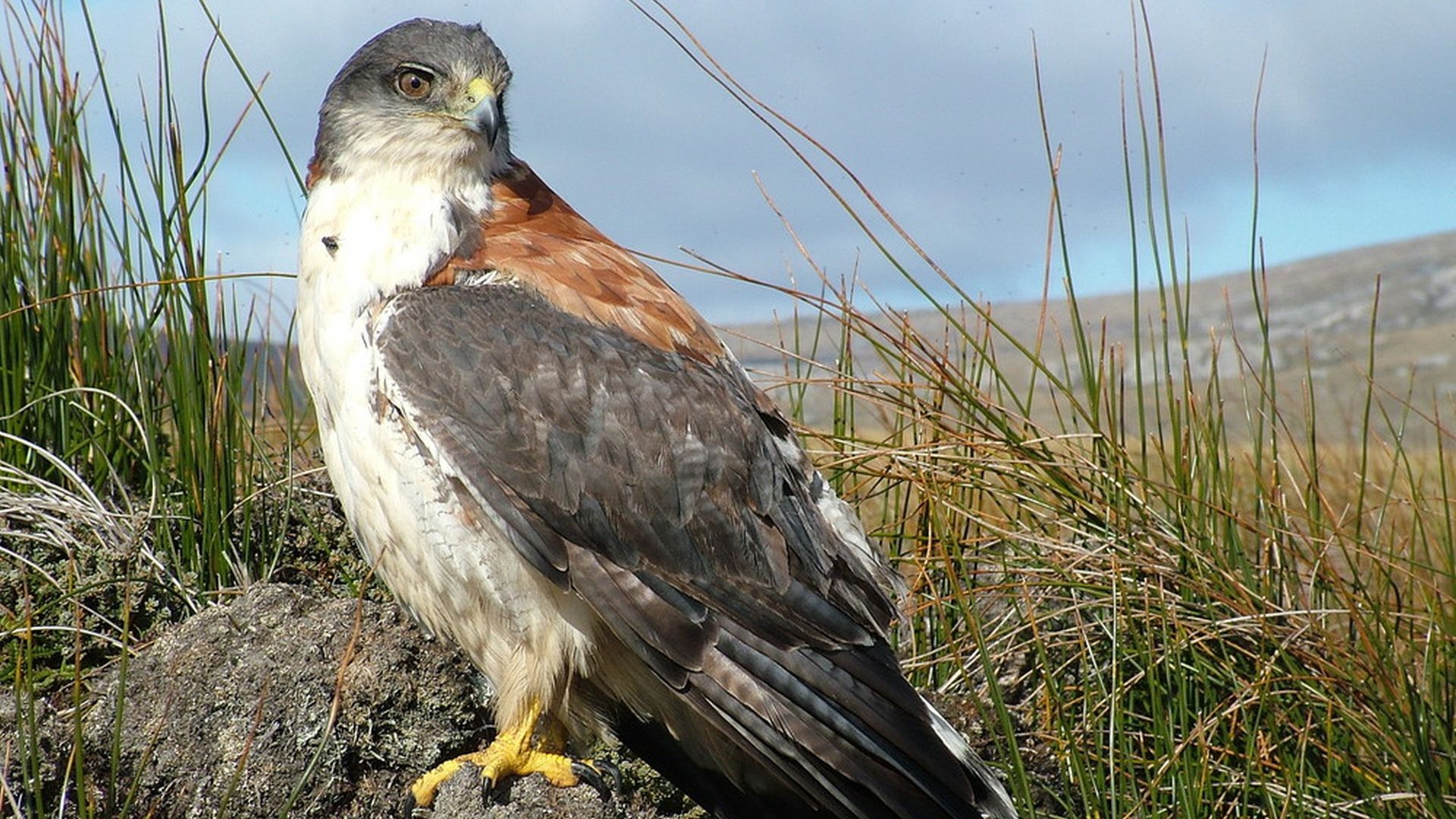 Roodrugbuizerd - Geranoaetus polyosoma