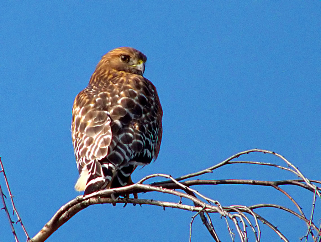 Roodschouderbuizerd - Buteo lineatus