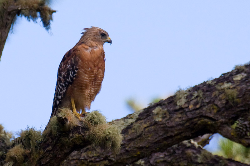 Roodschouderbuizerd - Buteo lineatus