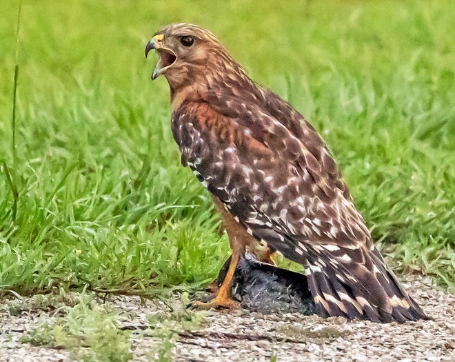 Roodschouderbuizerd - Buteo lineatus