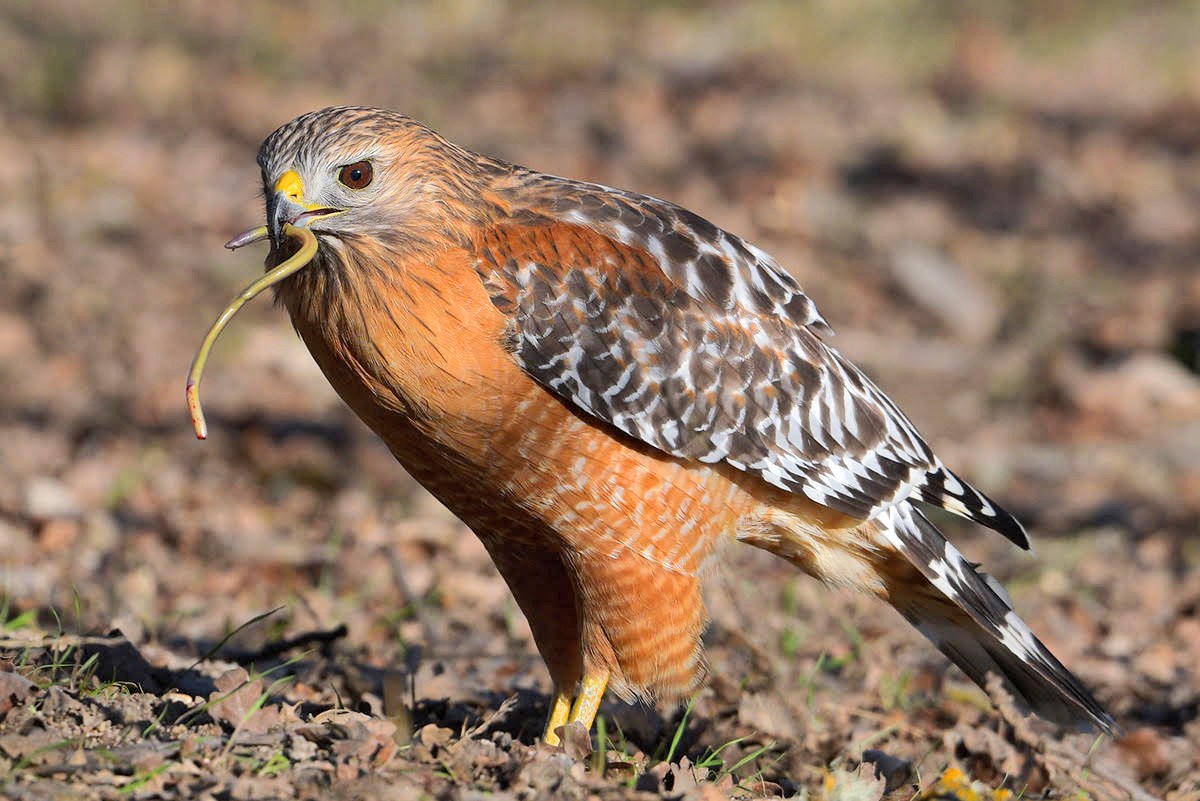 Roodschouderbuizerd - Buteo lineatus