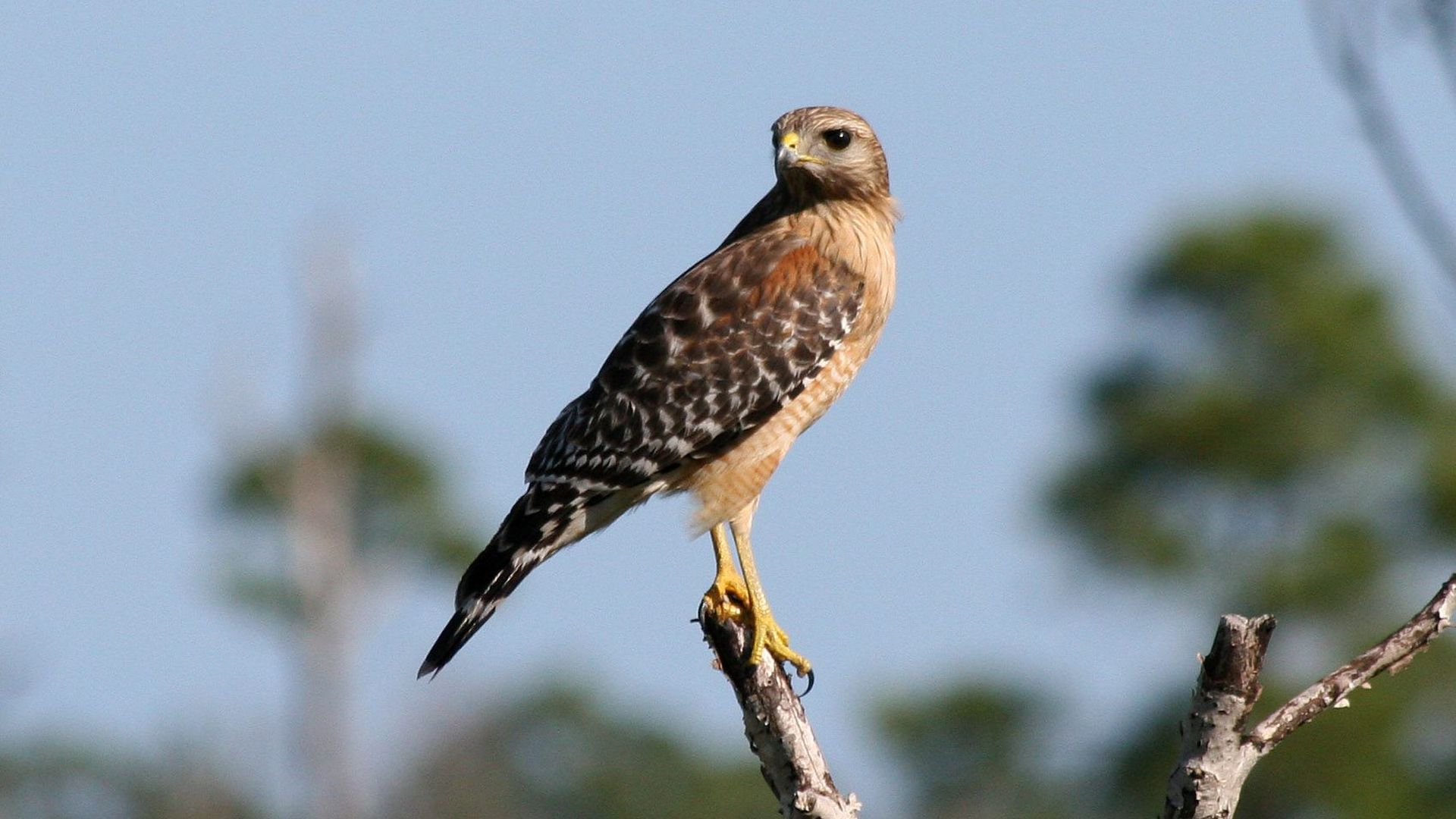 Roodschouder buizerd - Buteo lineatus