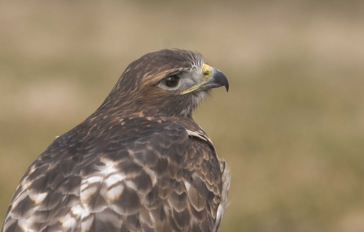 Roodstaartbuizerd - Buteo jamaicensis